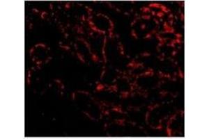 Immunofluorescence of RIP3 in Rat Kidney cells with RIP3 antibody at 20 µg/ml. (RIPK3 Antikörper  (AA 473-486))