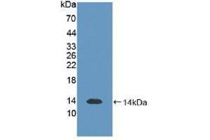 Western blot analysis of recombinant Human S100B. (S100B Antikörper  (AA 1-92))