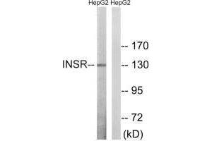 Western blot analysis of extracts from HepG2 cells, using INSR (Ab-1375) antibody. (Insulin Receptor Antikörper  (Thr1375))