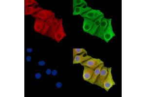 ABIN7095864 and ABIN7099926 staining Hela cells by IF/ICC. (Solute Carrier Organic Anion Transporter Family, Member 3A1 (SLCO3A1) Antikörper)