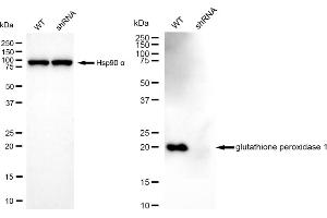 Western blotting analysis using glutathione peroxidase 1 antibody (ABIN7798751). (Rekombinanter Glutathione Peroxidase 1 Antikörper)