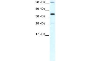 WB Suggested Anti-POLR2B Antibody Titration:  0. (POLR2B Antikörper  (Middle Region))