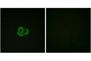 Immunofluorescence analysis of HuvEc cells, using Actin-pan ( alpha/gamma)  (Ab-55/53) Antibody. (Actin Antikörper  (AA 21-70))
