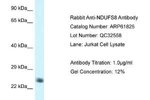 Western Blotting (WB) image for anti-NADH Dehydrogenase (Ubiquinone) Fe-S Protein 8, 23kDa (NADH-Coenzyme Q Reductase) (NDUFS8) (C-Term) antibody (ABIN2788917)