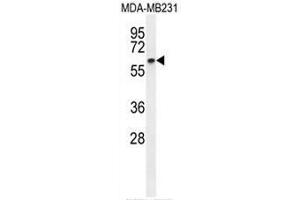 CCNB1 Antibody (C-term) western blot analysis in MDA-MB231 cell line lysates (35µg/lane). (Cyclin B1 Antikörper  (C-Term))