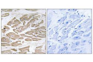 Immunohistochemistry (IHC) image for anti-Brain Protein 44-Like (BRP44L) (N-Term) antibody (ABIN1850936) (BRP44L Antikörper  (N-Term))