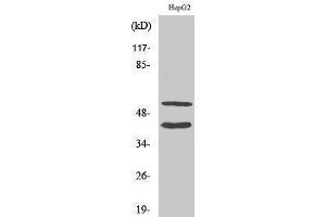 Western Blotting (WB) image for anti-Matrix Metallopeptidase 10 (Stromelysin 2) (MMP10) (cleaved), (Phe99) antibody (ABIN3181811) (MMP10 Antikörper  (cleaved, Phe99))