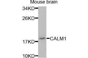Western blot analysis of extracts of mouse brain cells, using CALM1 antibody. (Calmodulin 1 Antikörper)