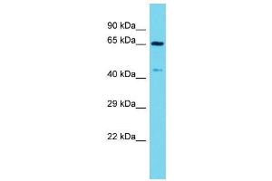 Host:  Rabbit  Target Name:  Arntl  Sample Type:  Mouse Stomach lysates  Antibody Dilution:  1. (ARNTL Antikörper  (C-Term))