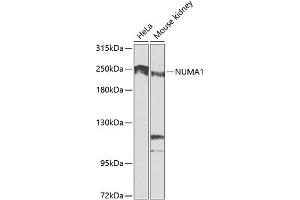 Western blot analysis of extracts of various cell lines, using NUM antibody (ABIN1681136, ABIN3015188, ABIN3015190 and ABIN6213875) at 1:1000 dilution. (NUMA1 Antikörper  (AA 1-309))