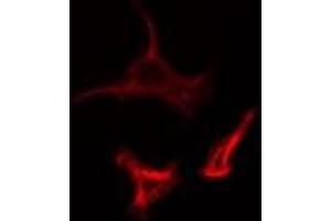 ABIN6278573 staining 293 cells by IF/ICC. (GAS6 Antikörper  (Internal Region))