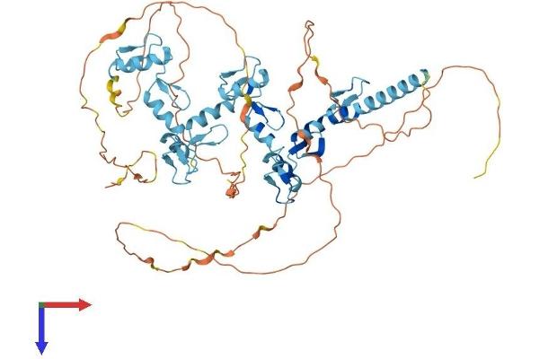 ZNF358 Protein (AA 1-568) (His tag)