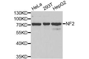 Western blot analysis of extracts of various cell lines, using NF2 antibody. (Merlin Antikörper  (AA 19-595))