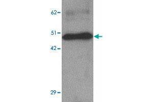 Western blot analysis of ZBTB8 in mouse spleen tissue lysate with ZBTB8 polyclonal antibody  at 1 ug/mL. (ZBTB8A Antikörper  (C-Term))