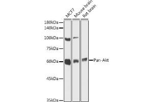 Western blot analysis of extracts of various cell lines, using Pan-Akt antibody (ABIN7265520) at 1:1000 dilution. (AKT 1/2/3 Antikörper)