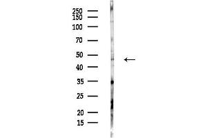 anti-COP9 Signalosome Subunit 4 (COPS4) (N-Term) antibody