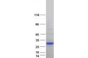 Validation with Western Blot (MAP6D1 Protein (Myc-DYKDDDDK Tag))