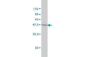 Western Blot detection against Immunogen (51. (PROCR Antikörper  (AA 1-238))