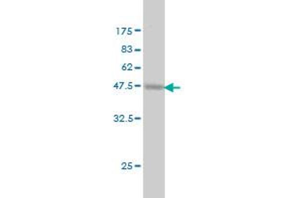 PROCR Antikörper  (AA 1-238)