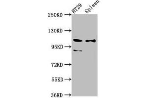 Western Blot Positive WB detected in: HT29 whole cell lysate, Rat spleen tissue All lanes: SCUBE2 antibody at 8. (SCUBE2 Antikörper  (AA 534-703))