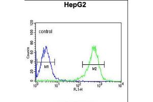 Flow cytometric analysis of HepG2 cells (right histogram) compared to a negative control cell (left histogram). (PYCR1 Antikörper  (C-Term))