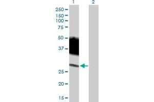 Western Blot analysis of SLAMF6 expression in transfected 293T cell line by SLAMF6 MaxPab polyclonal antibody.