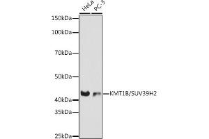 Western blot analysis of extracts of various cell lines, using KMT1B / SUV39H2 antibody (ABIN7270647) at 1:1000 dilution. (SUV39H2 Antikörper)