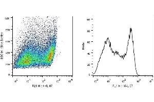 Flow cytometry analysis (intracellular staining) of SCIMP in a population of HEK-293T-SCIMP transfectants using monoclonal antibody (clone NVL-07, purified). (SCIMP Antikörper)