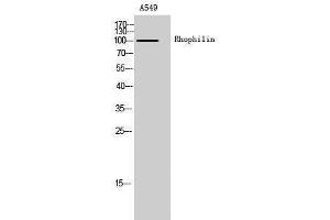 Western Blotting (WB) image for anti-Rhophilin, rho GTPase Binding Protein 1 (RHPN1) (Internal Region) antibody (ABIN3186760) (RHPN1 Antikörper  (Internal Region))