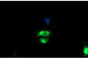 Anti-GOLM1 mouse monoclonal antibody (ABIN2455430) immunofluorescent staining of COS7 cells transiently transfected by pCMV6-ENTRY GOLM1 (RC200086). (GOLM1 Antikörper)