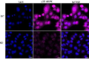anti-Mitogen-Activated Protein Kinase 14 (MAPK14) antibody