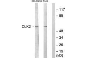 Western blot analysis of extracts from COLO205/A549 cells, using CLK2 Antibody. (CLK2 Antikörper  (AA 1-50))