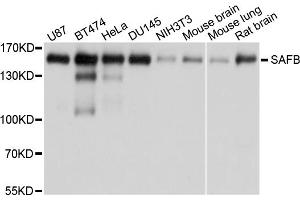 Western blot analysis of extracts of various cell lines, using SAFB antibody. (SAFB Antikörper)