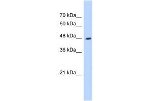 Western Blot showing HADHB antibody used at a concentration of 1-2 ug/ml to detect its target protein. (HADHB Antikörper)