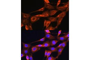 Immunofluorescence analysis of NIH/3T3 cells using Apolipoprotein  Rabbit pAb (ABIN7265634) at dilution of 1:100. (APOA2 Antikörper  (AA 1-100))