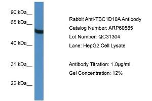 WB Suggested Anti-TBC1D10A  Antibody Titration: 0. (TBC1D10A Antikörper  (C-Term))
