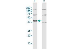 Western Blot analysis of MRPL3 expression in transfected 293T cell line by MRPL3 MaxPab polyclonal antibody.