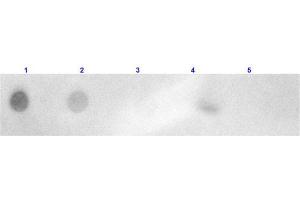 Dot Blot results of Goat Anti-Rabbit IgG Antibody Rhodamine Conjugated. (Ziege anti-Kaninchen IgG (Heavy & Light Chain) Antikörper (TRITC) - Preadsorbed)