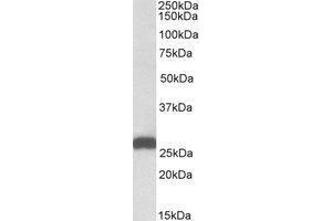 AP21284PU-N ETFB antibody staining of Mouse Liver lysate at 0. (ETFB Antikörper  (AA 231-243))