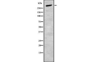 Western blot analysis of CELSR2 using MCF7 whole cell lysates (CELSR2 Antikörper  (C-Term))