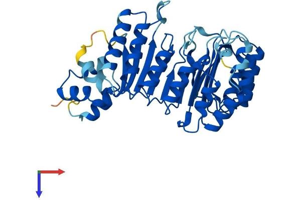 FBXL8 Protein (AA 1-374) (His tag)