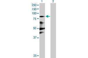 Western Blot analysis of ZNF287 expression in transfected 293T cell line by ZNF287 MaxPab polyclonal antibody. (ZNF287 Antikörper  (AA 1-754))