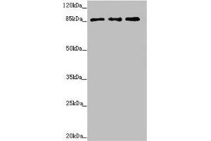 TAF5 Antikörper  (AA 656-800)