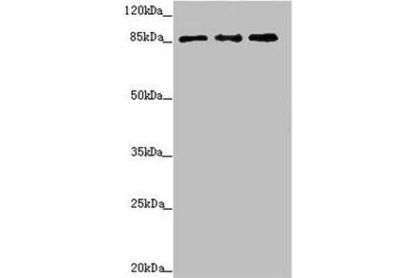 TAF5 anticorps  (AA 656-800)