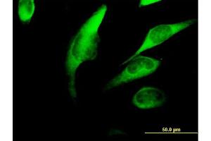 Immunofluorescence (IF) image for anti-FK506 Binding Protein 4, 59kDa (FKBP4) (AA 1-459) antibody (ABIN515666)