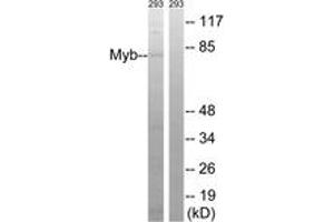 Western blot analysis of extracts from 293 cells, using Myb (Ab-532) Antibody. (MYB Antikörper  (AA 496-545))