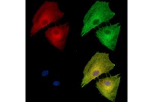 ABIN7095442 and ABIN7099499 staining  cells by IF/ICC. (HMGCS2 Antikörper)