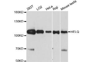 Western blot analysis of extracts of various cell lines, using HELQ antibody. (HEL308 Antikörper)