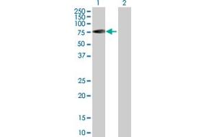 Western Blot analysis of RABEP2 expression in transfected 293T cell line by RABEP2 MaxPab polyclonal antibody. (RABEP2 Antikörper  (AA 1-533))