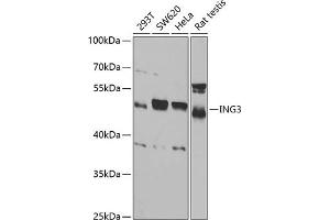 Western blot analysis of extracts of various cell lines, using ING3 antibody (ABIN6128090, ABIN6142450, ABIN6142451 and ABIN6221526) at 1:1000 dilution. (ING3 Antikörper  (AA 1-92))